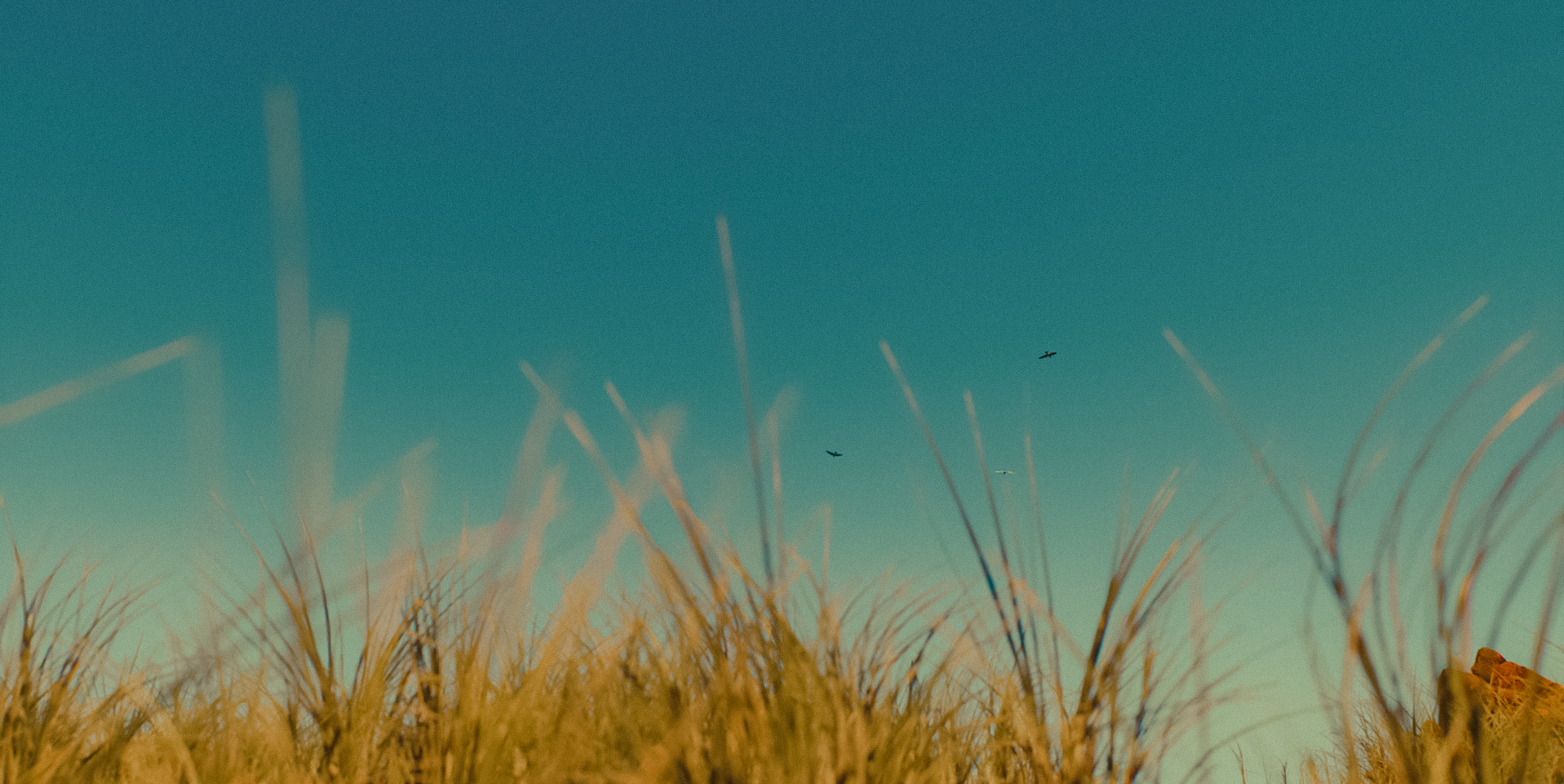 Lushfoil Photography Sim by Duster